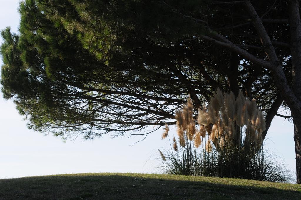 Cosmopolitan Golf & Beach Resort Tirrenia Kültér fotó